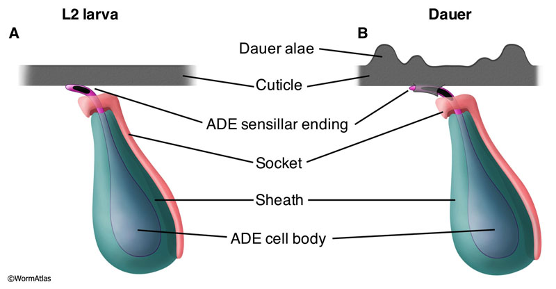 DNeuroFIG 6: Enlargement of dauer anterior deirid sensillar endings.